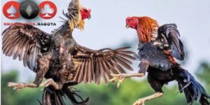 Phân tích ngoại hình chiến kê giúp tối ưu chiến lược cược