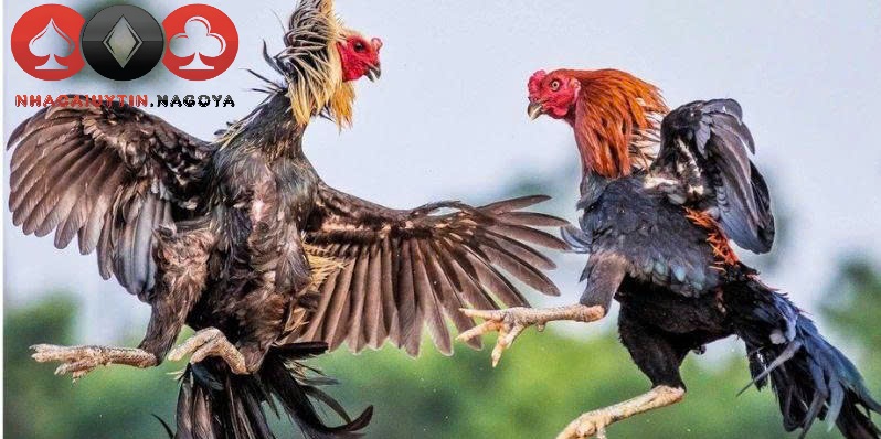 Phân tích ngoại hình chiến kê giúp tối ưu chiến lược cược